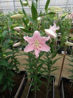 [5248 Companion No01.JPG]